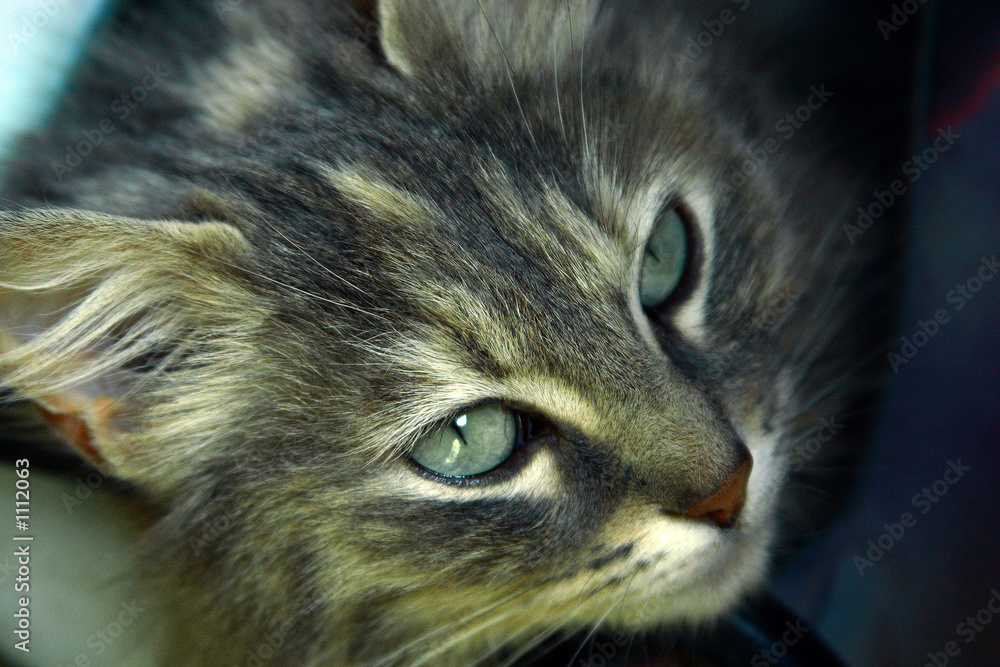 chat chat