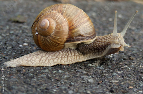 weinbergschnecke 2 photo