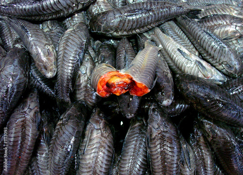 Canvas Print poissons rouges