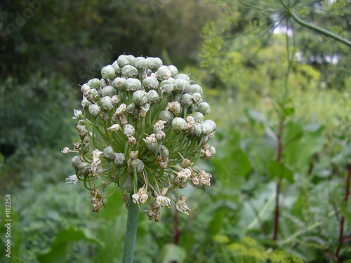 garlic overbloomed photo