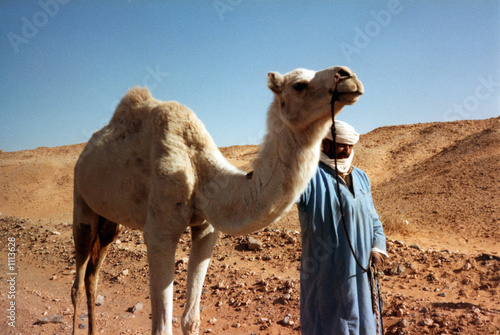 Tableau sur toile sahara dromadaire