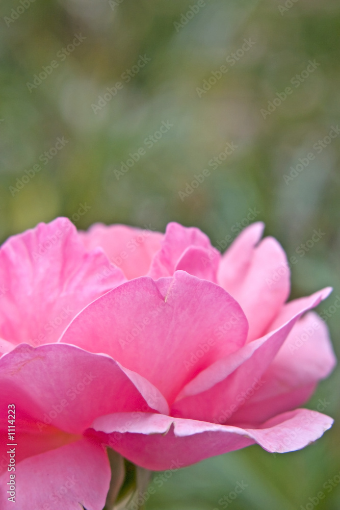 Obraz premium pink rose
