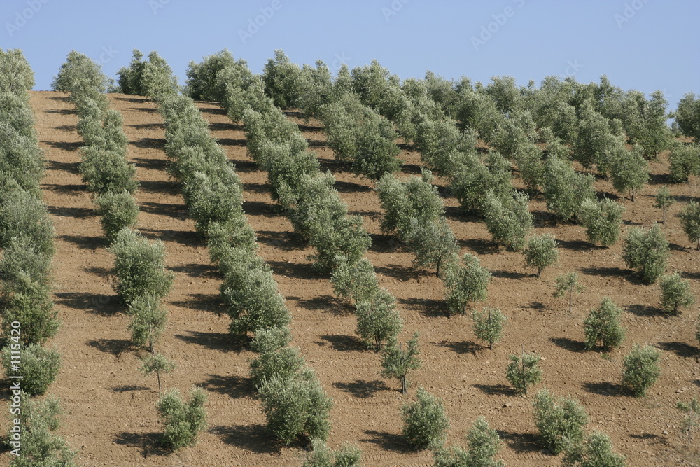 tuscan olive trees on horizon tuscan olive trees on horizon