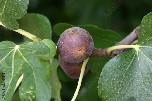 figues