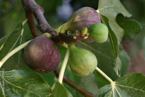 figues violettes