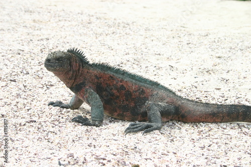 sea iguana © Diane Stamatelatos