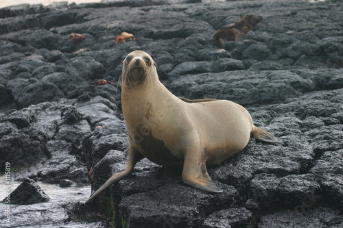 sea lion on lava