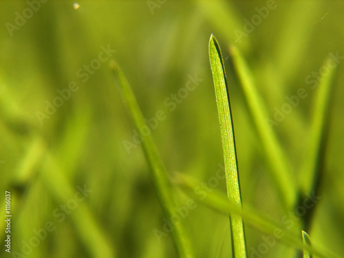 grass detail photo