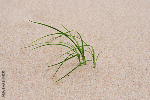 grass through sand