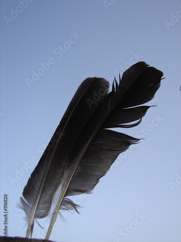 black feather pair photo