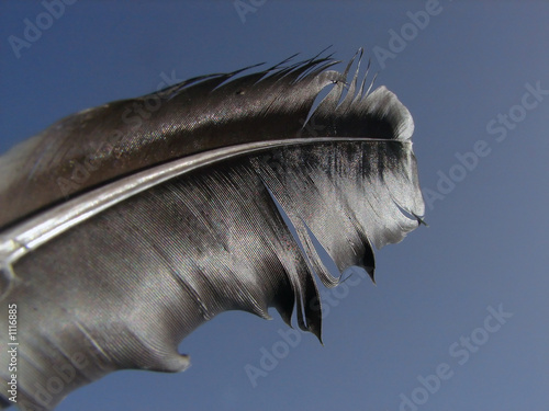 black feather photo