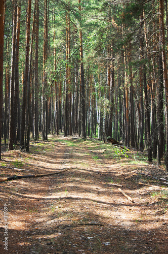 road in forest