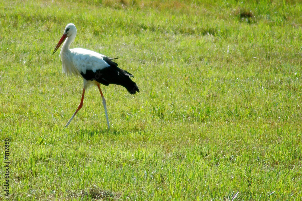 Fototapeta premium stolzer storch