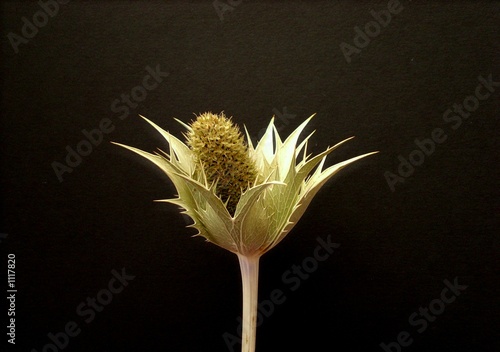 distel - thistle