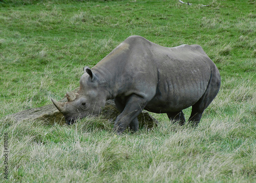 rhino