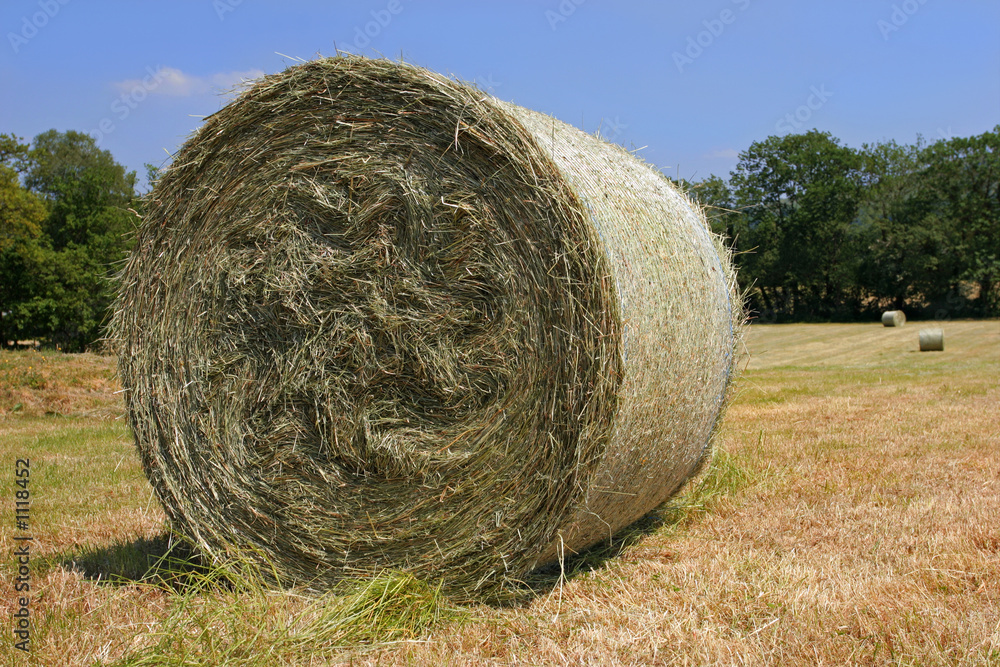 hay harvest