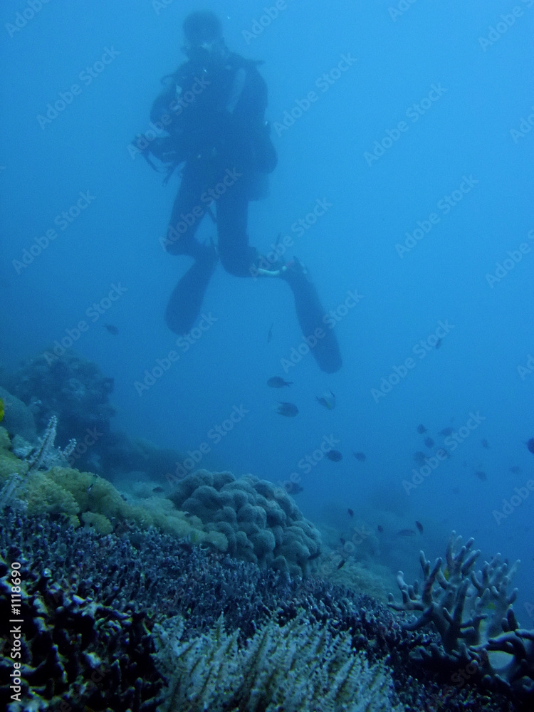 coral diver coral diver