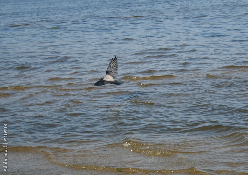 Fototapeta premium crow