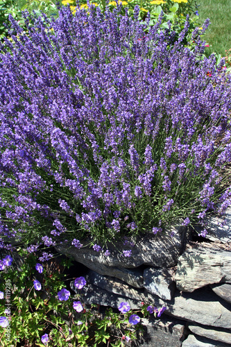 lavender rock garden