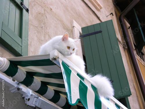 cat on a sunblind photo