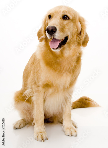 golden retreiver photo