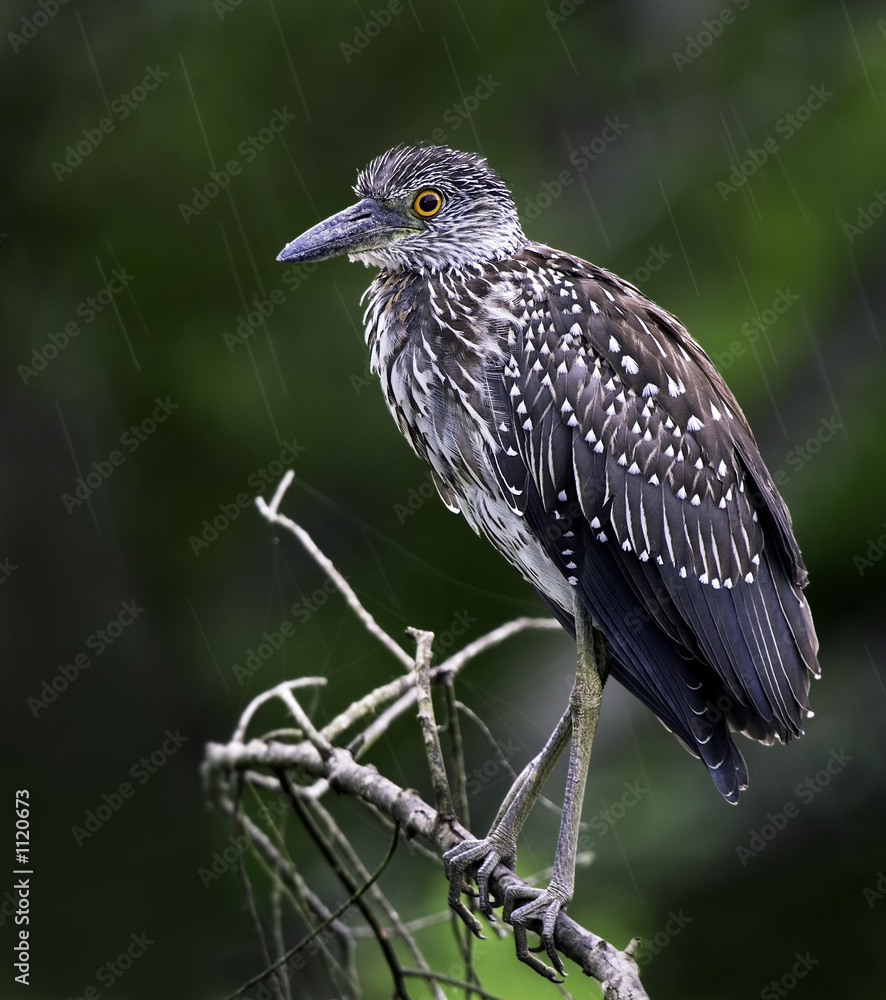 Fototapeta premium yellow-crown in the rain