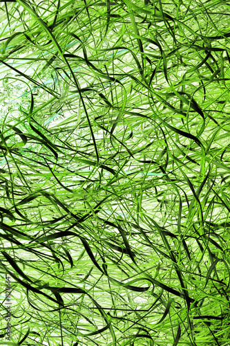 grass abstract chaos