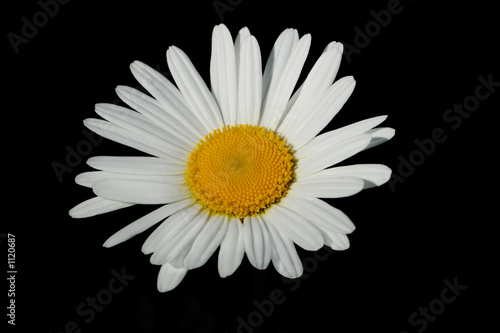 daisy offering