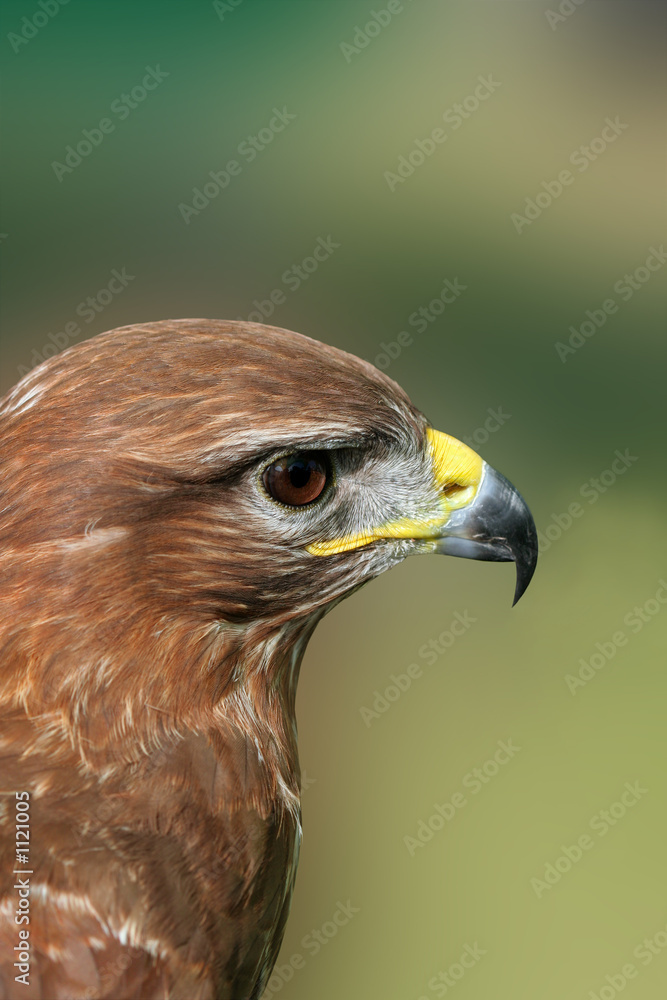 the buzzard the buzzard