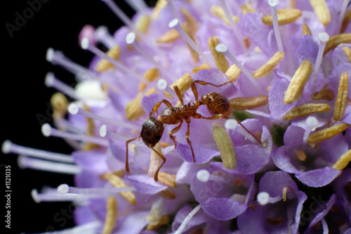 the ant on the flower of succisa pratensis moench photo