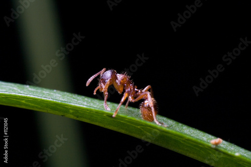 ant on the leaf