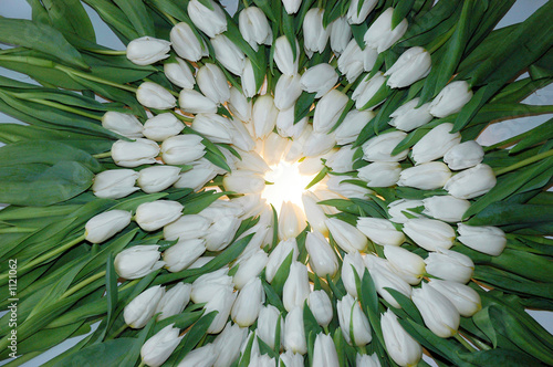 tulipesrond2