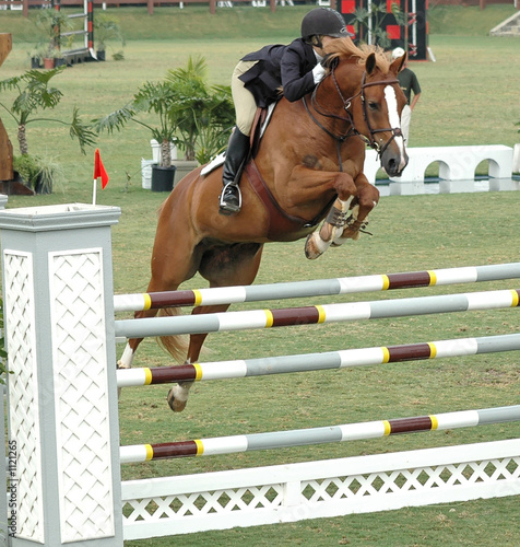 show horse jumping a barrier