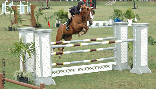 show horse jumping a gate
