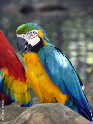 parrot © Sandra Manske