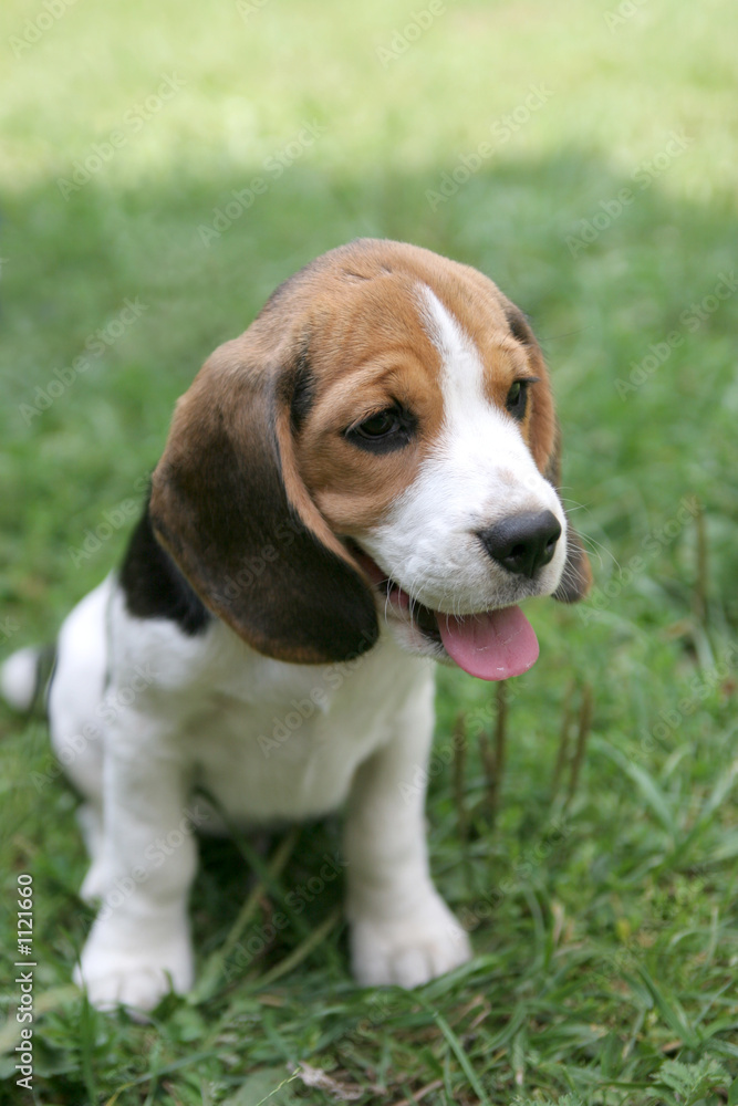 junger beagle