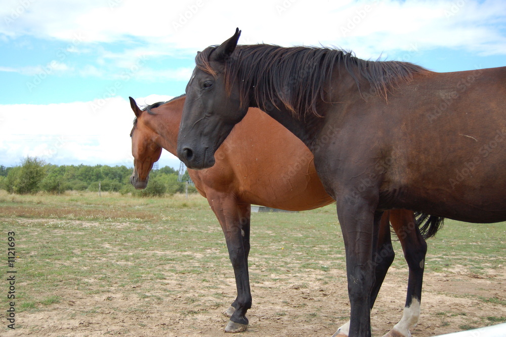 Fototapeta premium chevaux 3