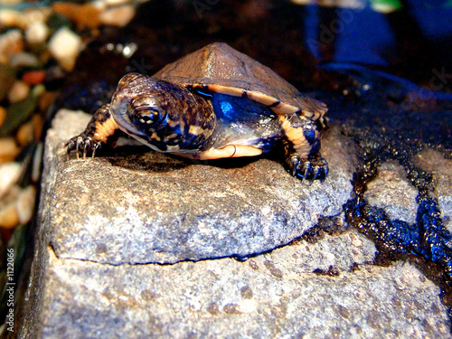 turtle photo