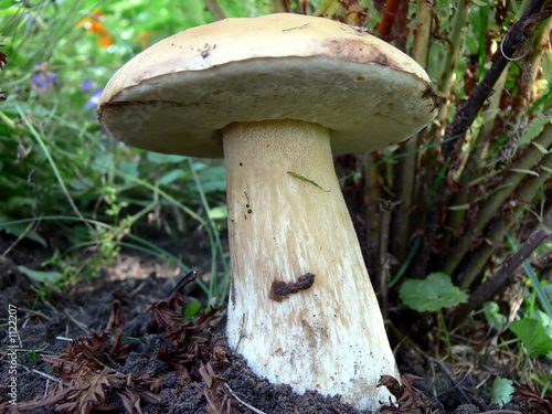 фотографія boletus