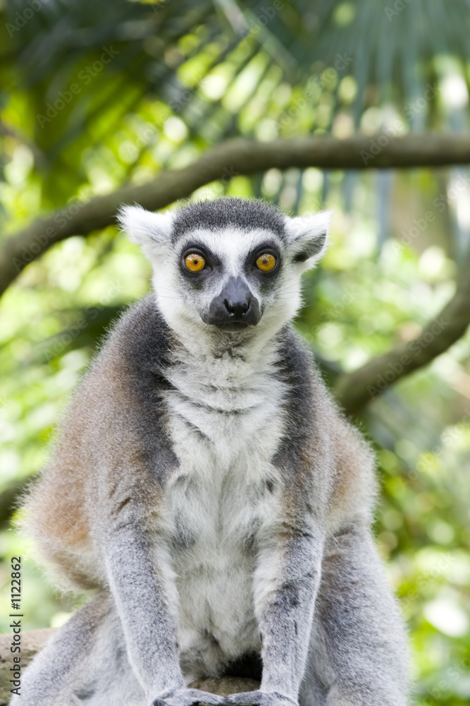 ring-tailed lemur ring-tailed lemur