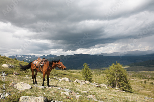 horse in sayan mountains © Serg Zastavkin