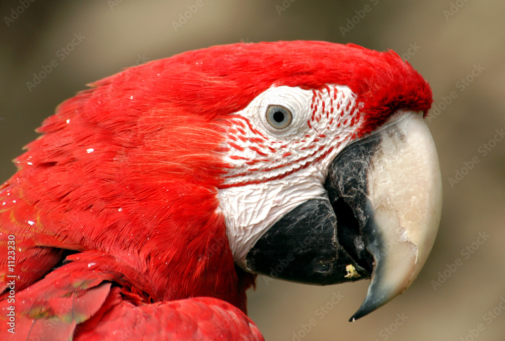 Fototapeta premium green-winged macaw