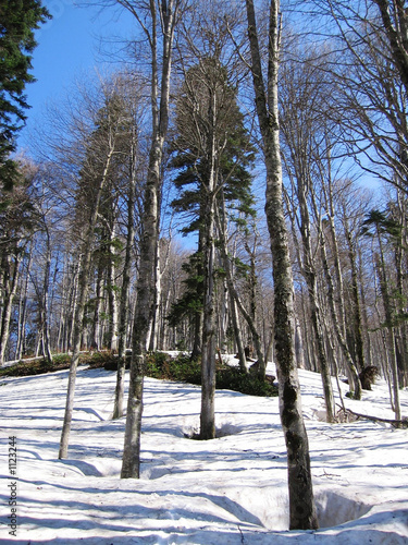 winter forest2 photo