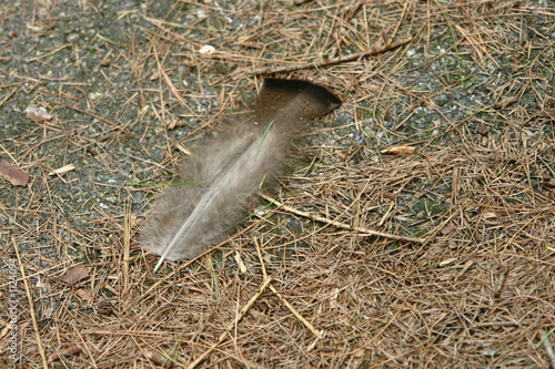 feather