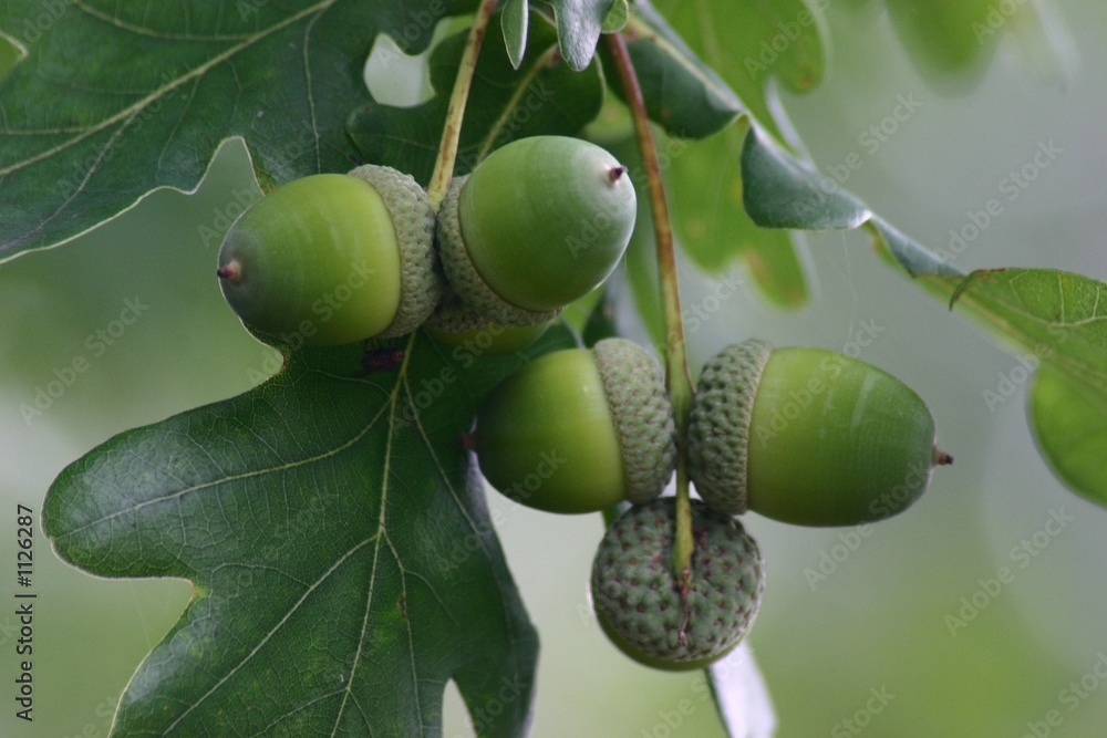 Obraz premium acorn