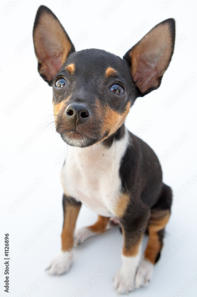 small dog small dog
