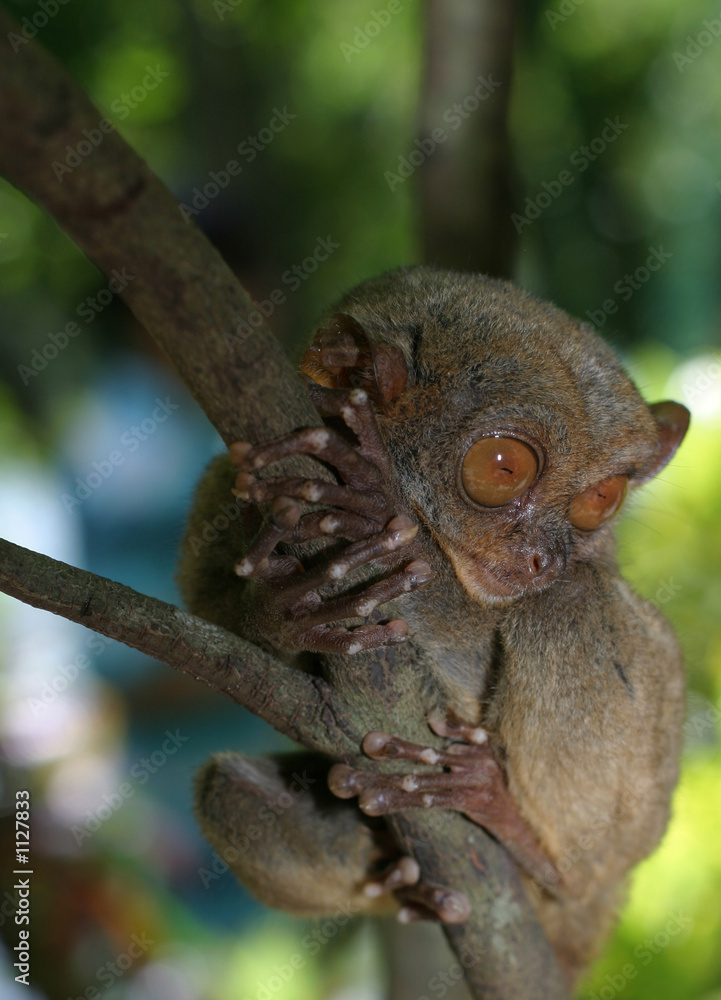 Obraz premium bush baby