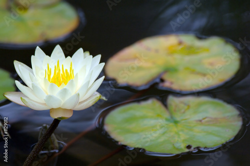 water lily #1129012