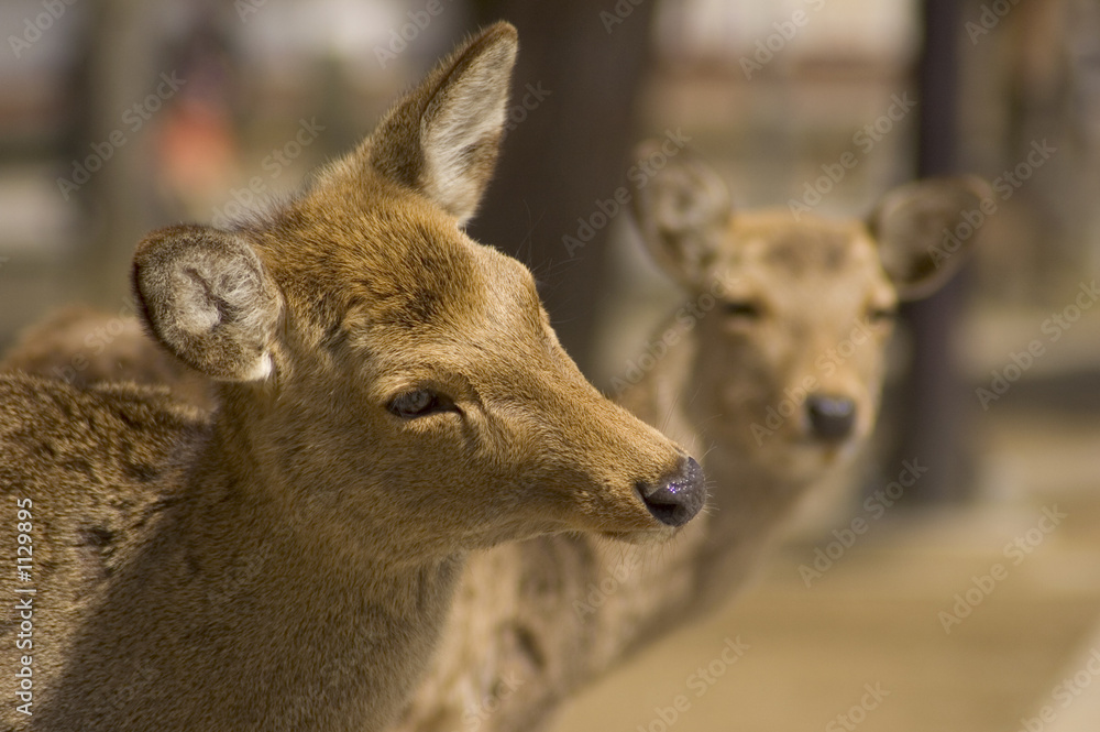 two inquisitive mule deer two inquisitive mule deer