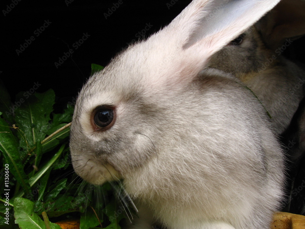 Obraz premium bunny